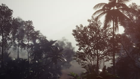 Tropical-Palm-Rainforest-in-Fog
